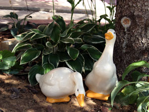 Always whimsical and enjotyable, The Cottage Inn is full of wo0nderful things to make your stay memorable